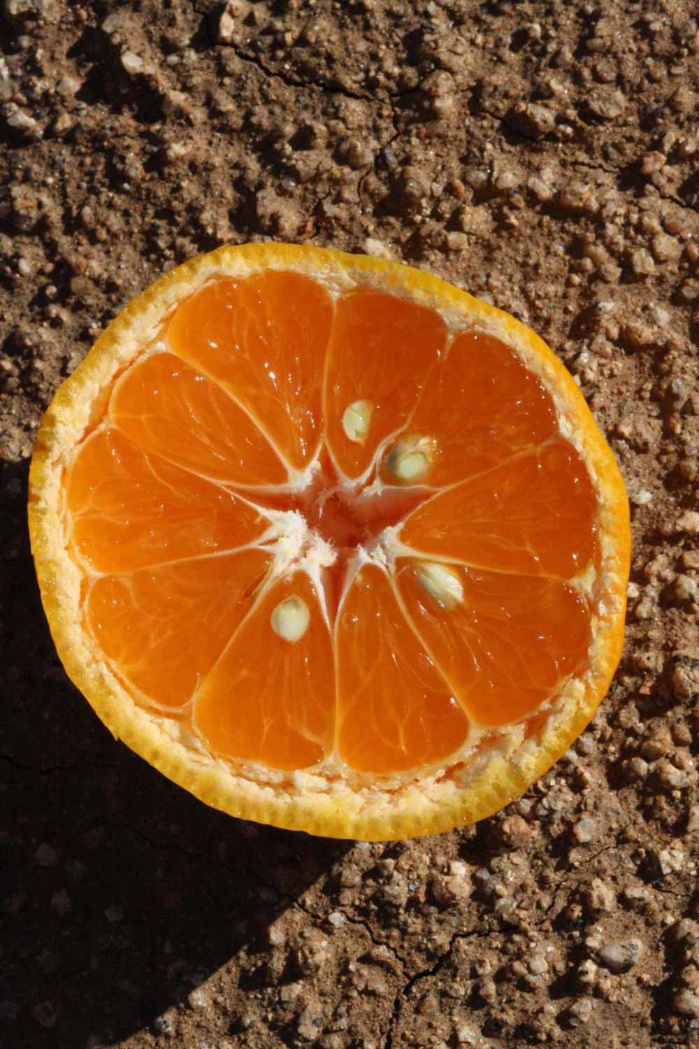              Fruit cross-section (Riverside, CA)       